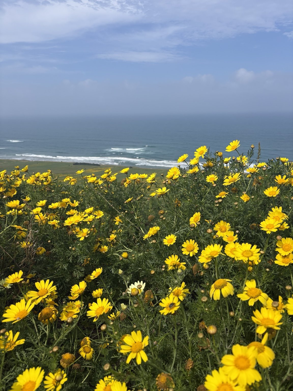 Fleurs jaunes sauvages et horizon atlantique