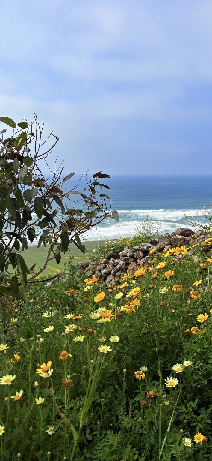 Vue sur l’océan à travers les arbres et les fleurs du Domaine